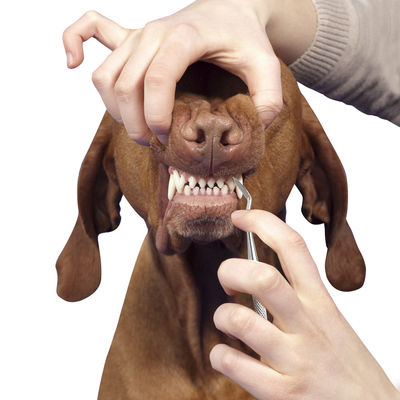 Η φορητή Pet που καλλωπίζει τα δόντια σκυλιών της Pet γατών εργαλείων που καθαρίζουν τη μάνδρα 17cm οδοντικός υπολογισμός ταρτάρου